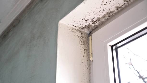 Best Mold Removal Near Me  in Frewsburg, NY