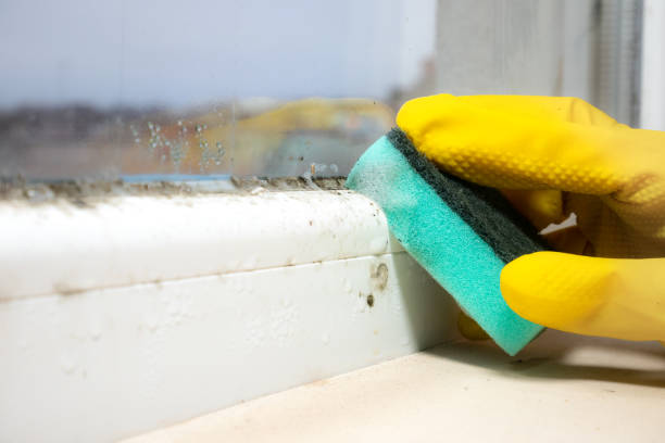 Best Best Mold Removal Companies  in Frewsburg, NY