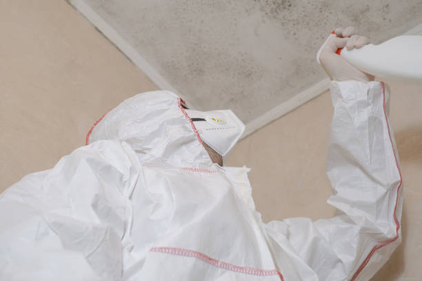 Certified Mold Removal in Frewsburg, NY