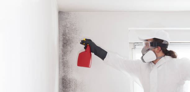 Best Crawl Space Mold Removal  in Frewsburg, NY
