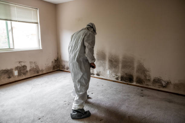 Mold Testing and Removal in Frewsburg, NY