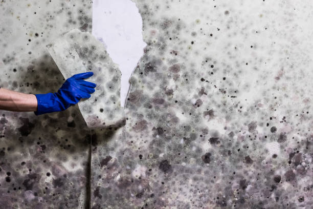 Best Water Damage Restoration  in Frewsburg, NY