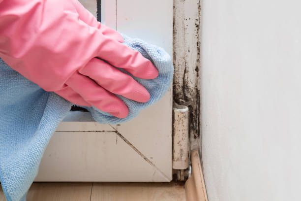 Best Mold Damage Repair  in Frewsburg, NY