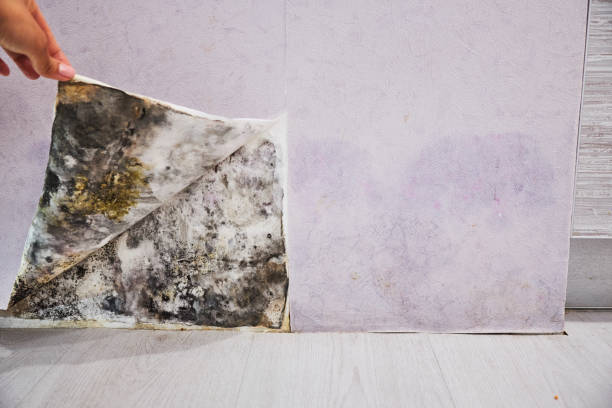 Best Same-Day Mold Removal  in Frewsburg, NY